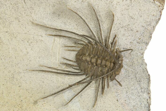Crazy Undescribed Odontopleurid Trilobite - Fezna, Morocco #328632
